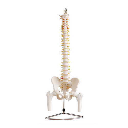 人体脊椎骨骼模型