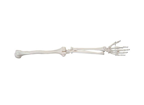 上肢模型,上肢骨骼模型,手臂骨骼模型