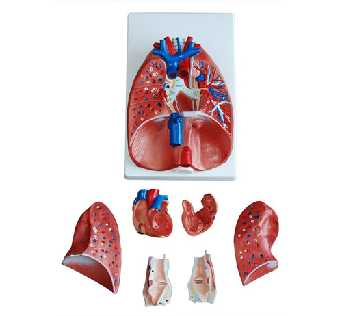 肺呼吸模型,喉、心、肺模型