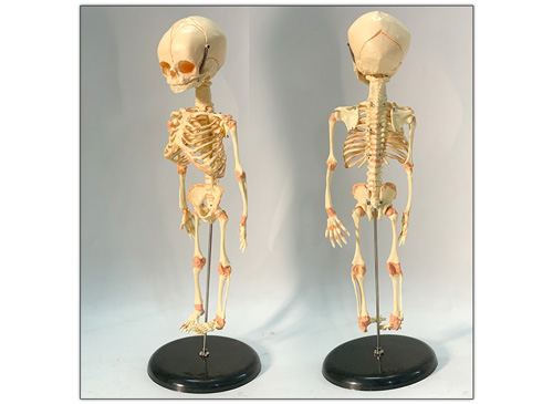 嬰兒骨骼模型
